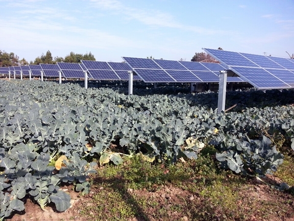 제주도 한 감귤농장에서는 태양광발전소를 설치해 전기농사와 농작물 수확을 동시에 얻고 있다. [사진=제주탑솔라]