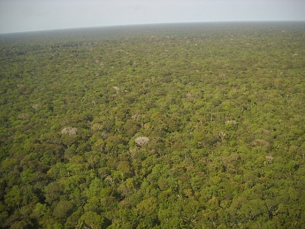 포항공대 국종성 연구팀이 기후변호로 인한 엘니뇨가 지구의 허파인 아마존의 탄소 흡수를 막는다는 연구성과를 발표했다. [사진=pixabay]