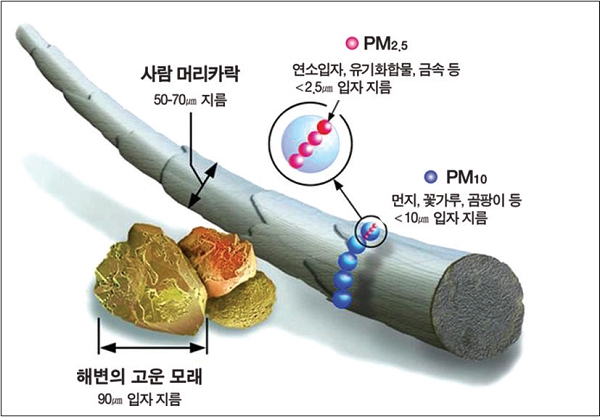 미세먼지 환경기준과 예보기준이 강화된다. 사진은 미세먼지 크기 비교 [사진=미국 EPA, 환경부 재인용]