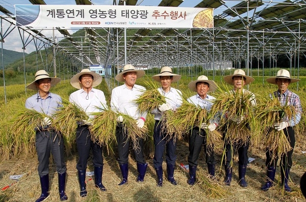 남동발전이 최초의 영농형 태양광발전으로 작물 수확에 성공했다.[사진=한국남동발전]