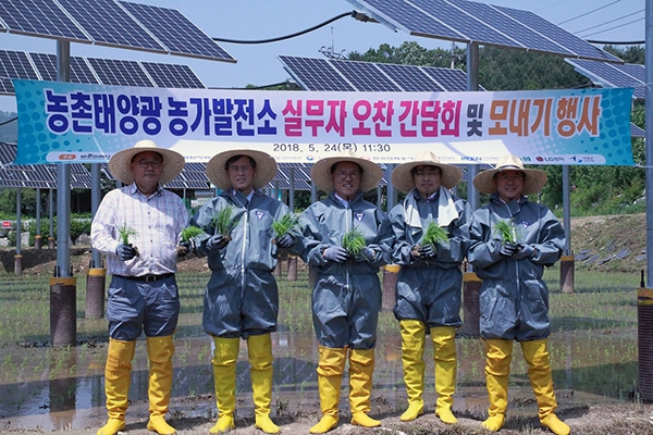 한수원이 벼농사와 태양광발전을 병행할 수 있는 농가참여형 태양광발전소에서 모내기를 진행했다. [사진=한국수력원자력]