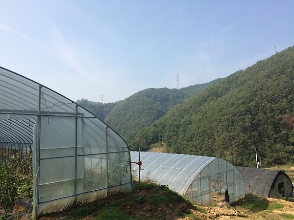 경기도농업기술원이 버섯재배사에서 방출되는 이산화탄소를 활용해 딸기 연중생산기술에 활용하고 있다. [사진=pixabay]