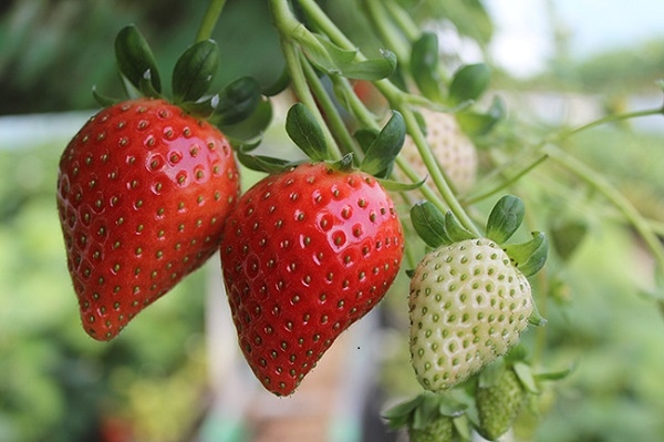 농업빅데이터를 이용해 딸기 수확량을 증가시켰다. [사진=전남대학교]