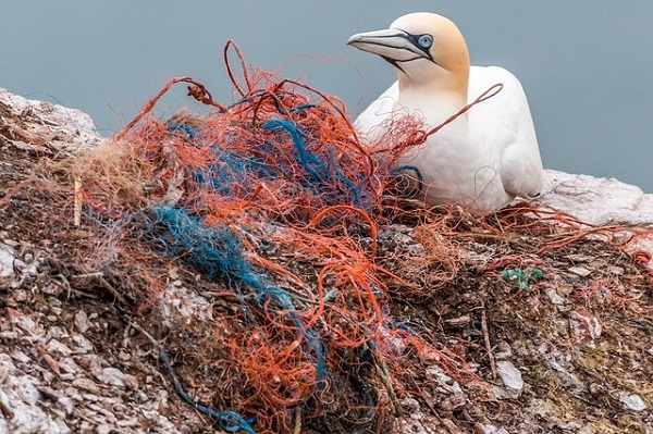 플라스틱으로 인한 해양 생태계가 위협받고 있다. [사진=pixabay]