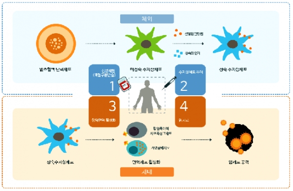 수지상세포 기반 항암백신 제조·치료 기전 [자료=JW크레아젠]