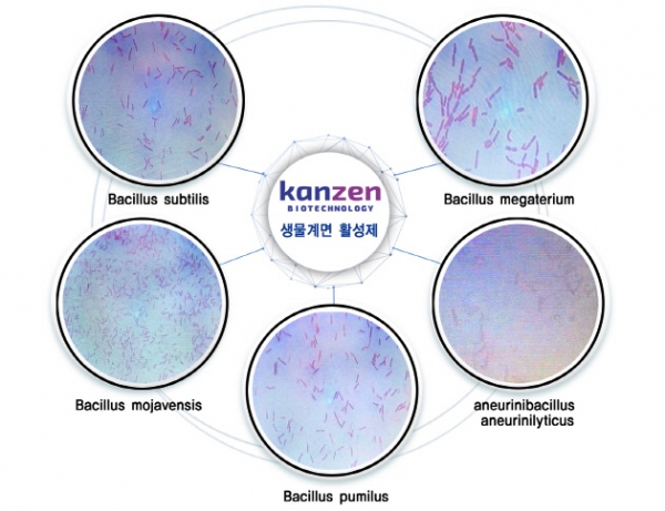칸젠이 국내 토양에서 분리해낸 바이오 천연계면활성제 균주 [자료=칸젠]