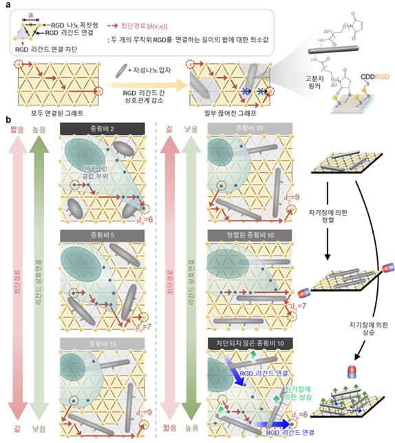 들로네 삼각분할 그래프 모델링 및 나노물질을 이용해 모사한 세포외기질 네트워크 구조의 모식도(a) 및 서로 다른 종횡비를 갖는 자성나노입자 및 자기장을 통한 원격 제어에 따라 리간드 간 상호작용이 달라질 수 있음을 표현한 모식도(b)./자료=고려대학교