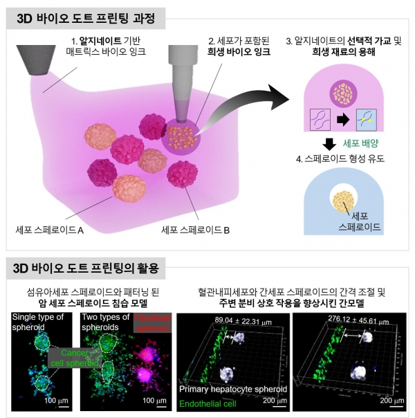바이오 도트 프린팅을 통한 세포 스페로이드 유도과정(위). 바이오 도트 프린팅을 통해 제작된 암 세포 스페로이드 침습모델 및 간 모델의 형광 이미지(아래). [자료=UNIST]