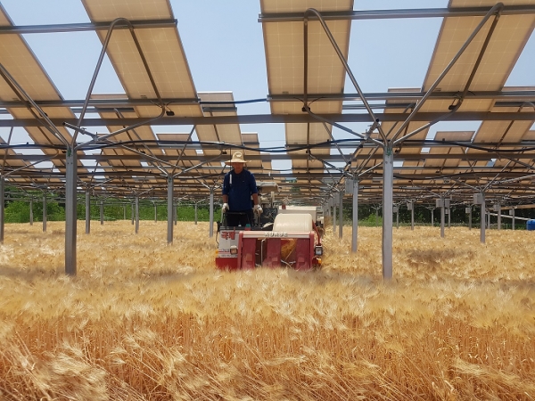 한화큐셀 모듈이 설치된 영농형태양광 농지에서 농민이 트랙터를 운전하고 있다. [사진=한화큐셀]